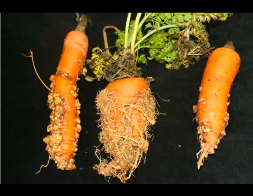 An Nong: Implementering av tidlige løsninger for nematodekontroll – opprettholdelse av sunne røtter og stabil plantevekst.