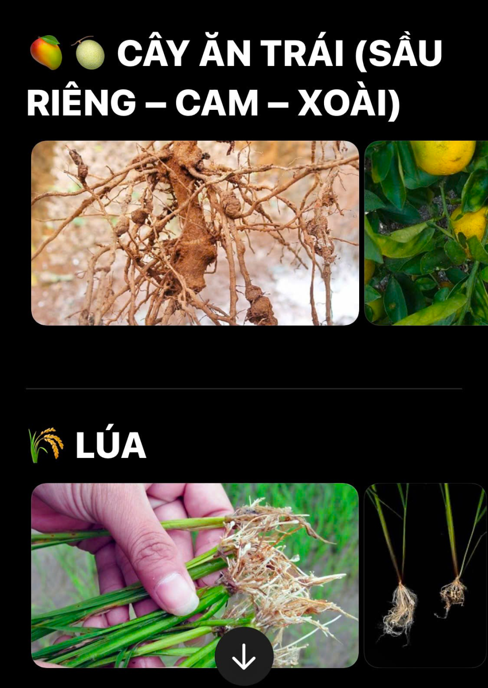An Nong: Implementering av tidlige løsninger for nematodekontroll – opprettholdelse av sunne røtter og stabil plantevekst.