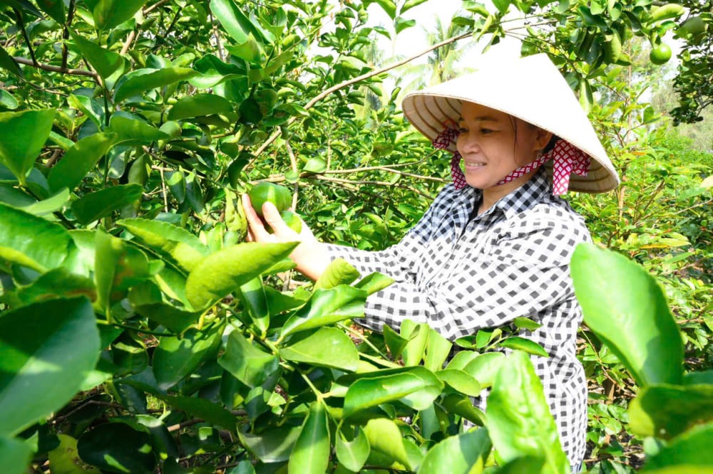 Umat paroki komune Luong Hoa bergabung tenaga untuk membina tanah air mereka.