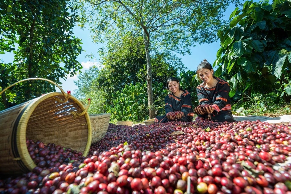 ប្រទេសដែលបានចំណាយប្រាក់ជាង ១ ពាន់លានដុល្លារក្នុងការនាំចូលកាហ្វេវៀតណាមត្រូវបានបង្ហាញ - ផ្នែកទី ២