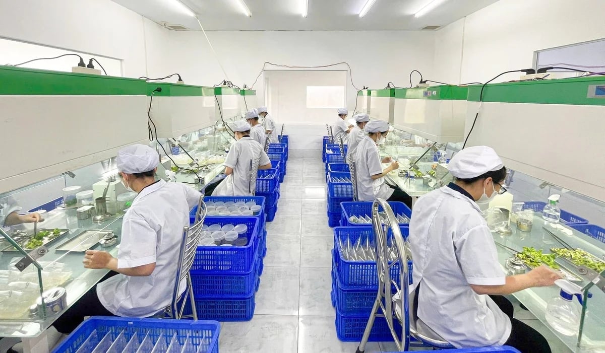 Research and breeding of the UNI 126 banana variety at Vietnam Seed Biotechnology Joint Stock Company. Photo: PH. Nghiên cứu, chọn tạo giống chuối UNI 126 tại Công ty cổ phần Công nghệ sinh học Cây giống Việt Nam. Ảnh: PH.