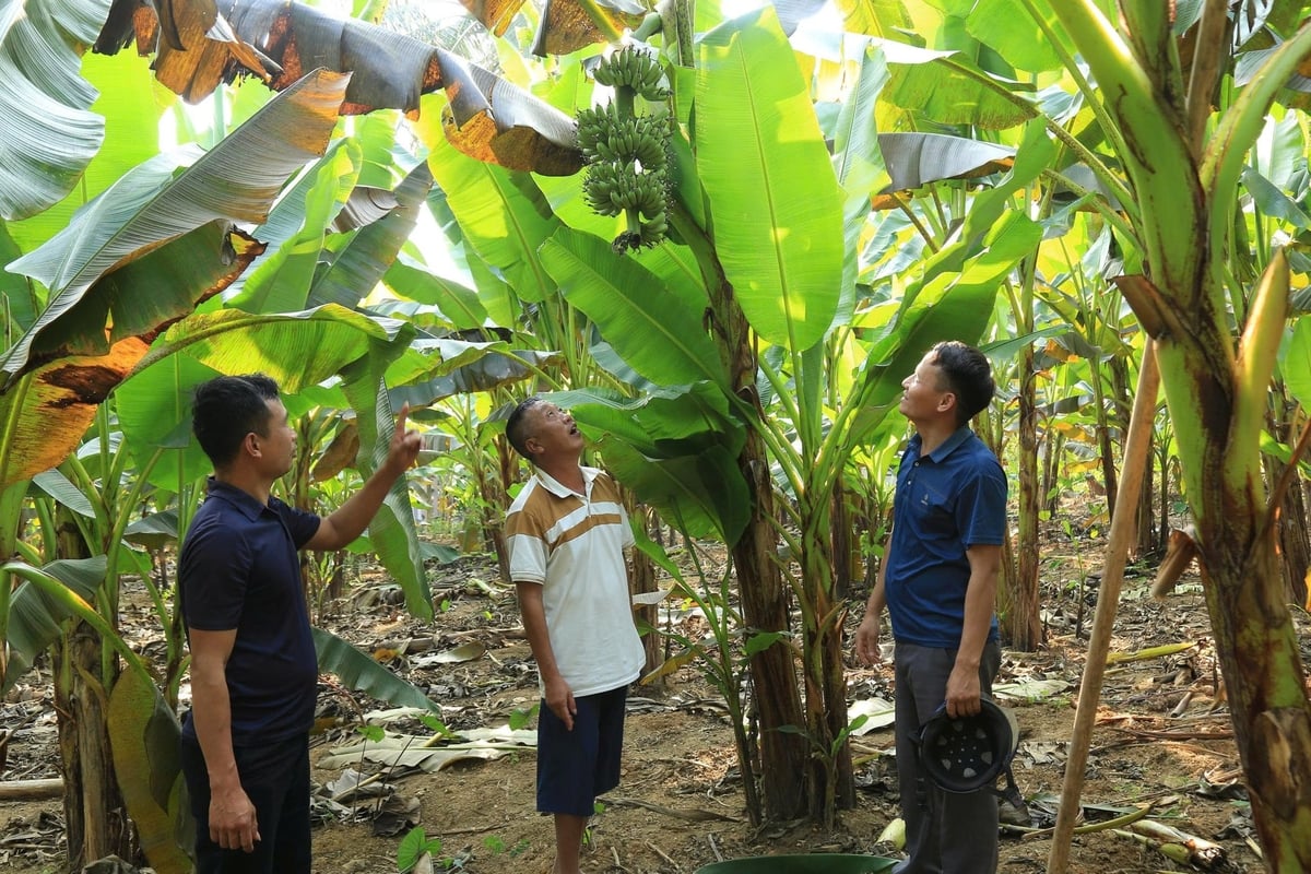Banánové plantáže nahradily méně produktivní kukuřičná a rýžová pole a přinášejí lidem slušný příjem. Foto: Thanh Tien. Những vườn chuối ngự thay thế cho diện tích ngô, lúa kém hiệu quả, mang lại thu nhập khá cho người dân. Ảnh: Thanh Tiến.