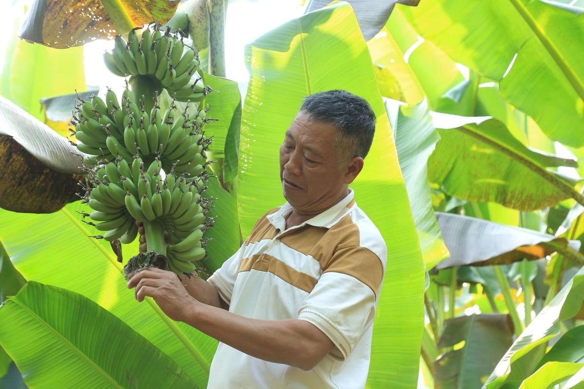 Rodina pana Loie přeměnila více než 2 hektary smíšené zahradní půdy na banánové plantáže. Foto: Thanh Tien. Gia đình ông Lợi chuyển đổi hơn 5 sào đất vườn tạp sang trồng chuối. Ảnh: Thanh Tiến.