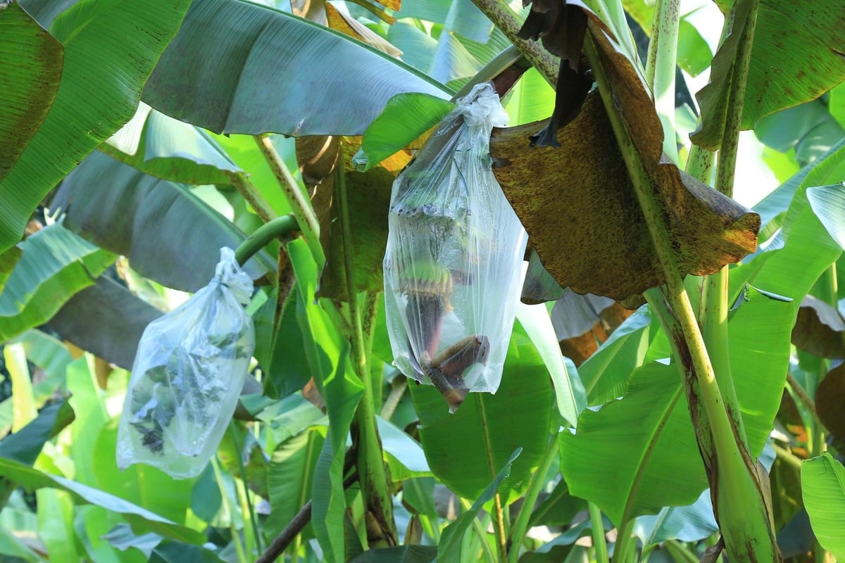 Místní obyvatelé balí trsy banánů do plastových sáčků, aby je chránili před škůdci a chorobami. Foto: Thanh Tien. Những buồng chuối được người dân bọc túi nilon để chống sâu bệnh. Ảnh: Thanh Tiến.