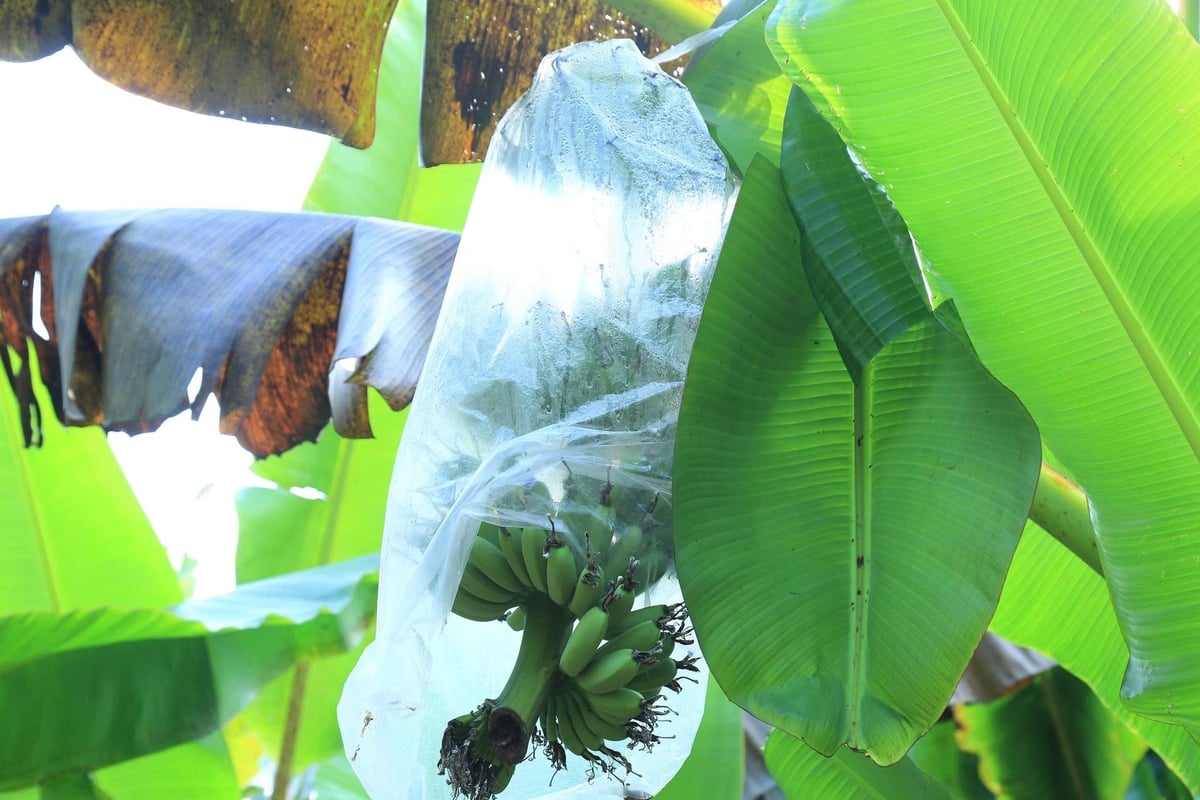 Každý pozemek osázený královskými banány může vynést přibližně 20 milionů VND ročně. Foto: Thanh Tien. Mỗi sào trồng chuối ngự có thể thu được khoảng 20 triệu đồng/năm. Ảnh: Thanh Tiến.