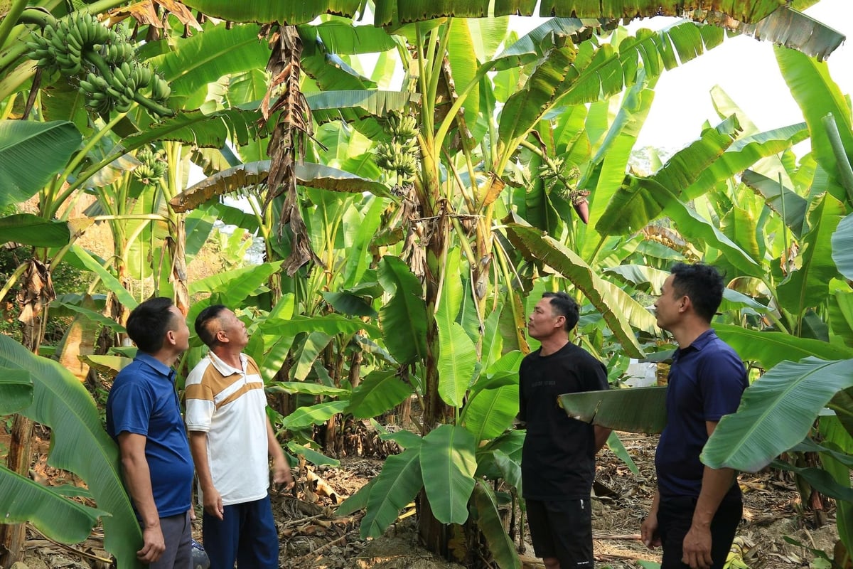 Obec Lam Giang vede domácnosti ke spolupráci na produkci s cílem rozvíjet udržitelné pěstování odrůdy královských banánů. Foto: Thanh Tien. Xã Lâm Giang đang định hướng cho các hộ dân liên kết sản xuất để phát triển cây chuối ngự bền vững. Ảnh: Thanh Tiến.