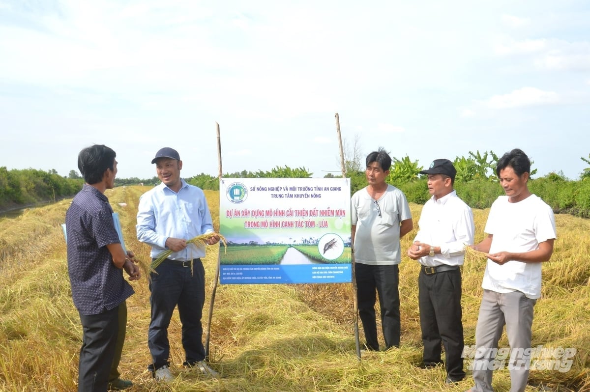 គម្រោង Dự án 'Xây dựng mô hình cải thiện đất nhiễm mặn trong mô hình canh tác tôm - lúa' do Trung tâm Khuyến nông An Giang triển khai đã giúp nông dân cải tạo tốt môi trường, sản xuất thắng lợi cả vụ tôm và vụ lúa. Ảnh: Trung Chánh.