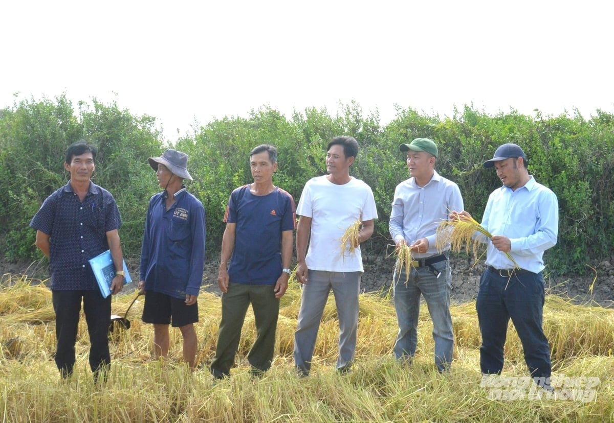 គម្រោង Dự án 'Xây dựng mô hình cải thiện đất nhiễm mặn trong mô hình canh tác tôm - lúa', không chỉ giúp tăng hiệu quả kinh tế mà còn góp phần bảo vệ môi trường đất, nước, nâng cao tính bền vững của hệ thống sản xuất. Ảnh: Trung Chánh.