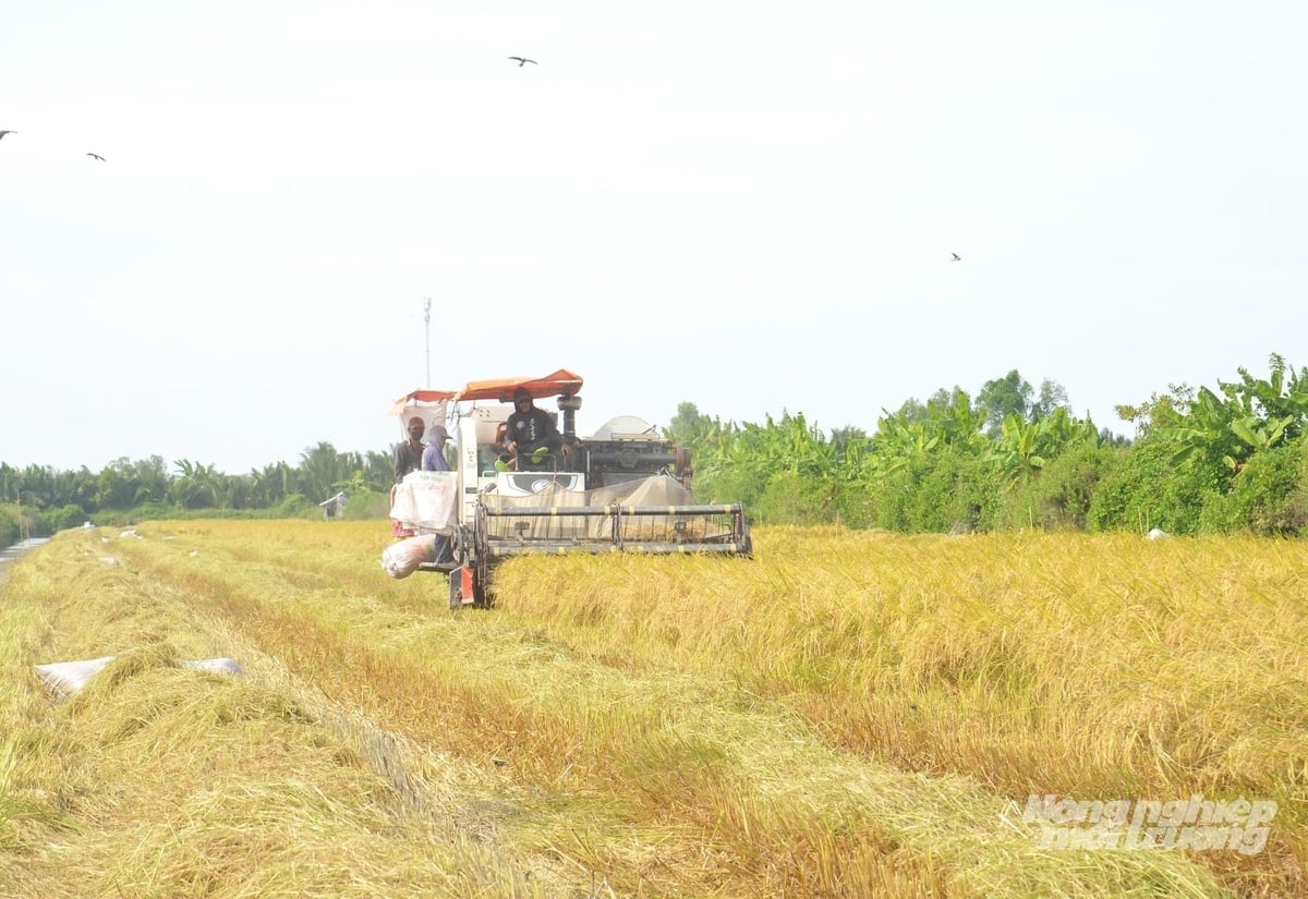 ដោយសារស្ថានភាពដីប្រសើរឡើង កសិករដែលចូលរួមក្នុងគម្រោងនេះកំពុងប្រមូលផលស្រូវរបស់ពួកគេដោយក្តីរីករាយ លក់បានតម្លៃខ្ពស់ និងបង្កើនប្រាក់ចំណេញរបស់ពួកគេ។ រូបថត៖ ទ្រុង ចាន់។ Nhờ môi trường đất được cải thiện, nông dân tham gia dự án đang thu hoạch lúa với niềm vui trúng mùa, bán được giá cao, lợi nhuận tăng. Ảnh: Trung Chánh.