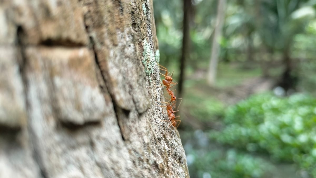 Gelbe Ameisen – winzige Krieger, die Bio-Kokosnussgärten vor Raupen, Rüsselkäfern und Käfern schützen... Foto: Minh Dam. Kiến vàng - chiến binh nhỏ bé bảo vệ vườn dừa hữu cơ khỏi sâu đầu đen, bọ vòi voi, bọ cánh cứng... Ảnh: MInh Đảm.