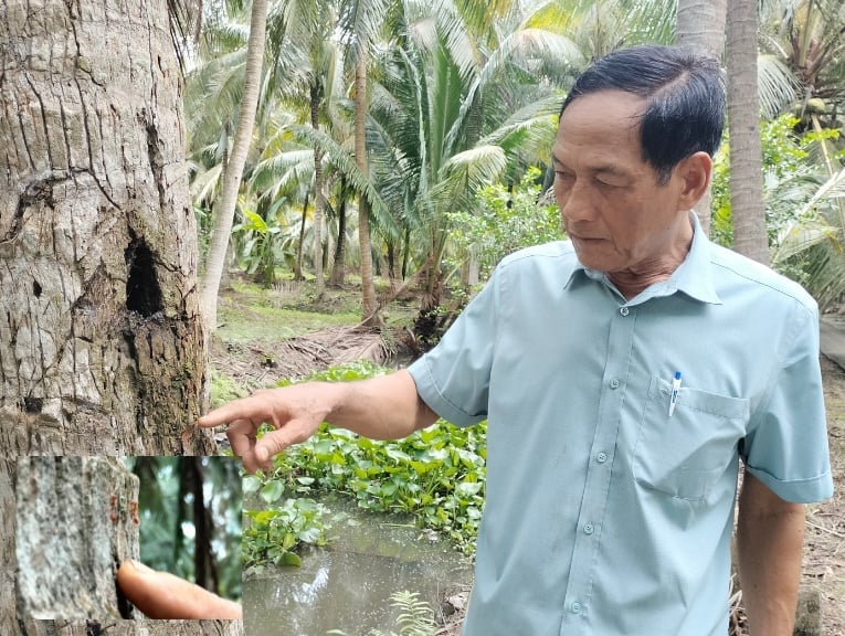 Herr Nguyen Thanh züchtet gelbe Ameisen zur Bekämpfung von Schwarzkopfraupen. Foto: Minh Dam. Ông Nguyễn Thanh Thế nuôi kiến vàng phòng trừ sâu đầu đen. Ảnh: Minh Đảm.