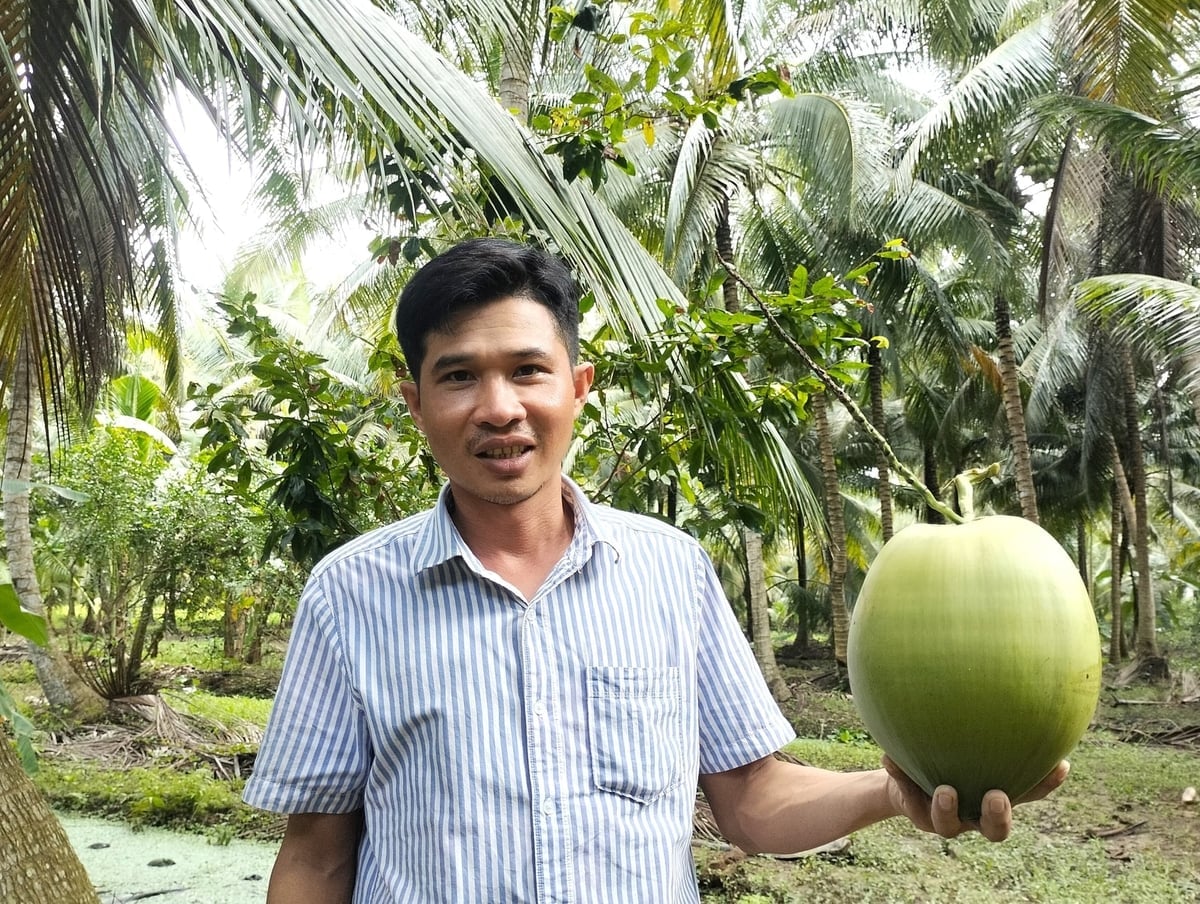 Herr Ngo Huu Su, Direktor der Van Hung Kooperative, erklärte, dass sich die Kooperative auf biologische Methoden zum Schutz ihres Bio-Kokosnussanbaugebiets konzentriert. Foto: Minh Dam. Ông Ngô Hữu Sự, Giám đốc HTX Vạn Hưng cho biết, HTX chú trọng biện pháp sinh học để bảo vệ vùng nguyên liệu dừa hữu cơ. Ảnh: Minh Đảm.