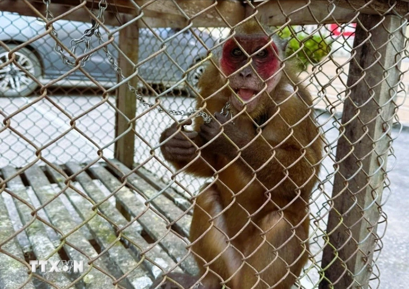 ស្វាមុខក្រហមគឺជាសត្វកម្រ និងជិតផុតពូជដែលស្ថិតក្នុងក្រុម IIB ដែលត្រូវបានចុះក្នុងសៀវភៅក្រហមវៀតណាម និងបានរួមបញ្ចូលក្នុងសៀវភៅក្រហមឆ្នាំ 1997 របស់សហភាពអន្តរជាតិដើម្បីអភិរក្សធម្មជាតិ (IUCN)។ (រូបថត៖ VNA)