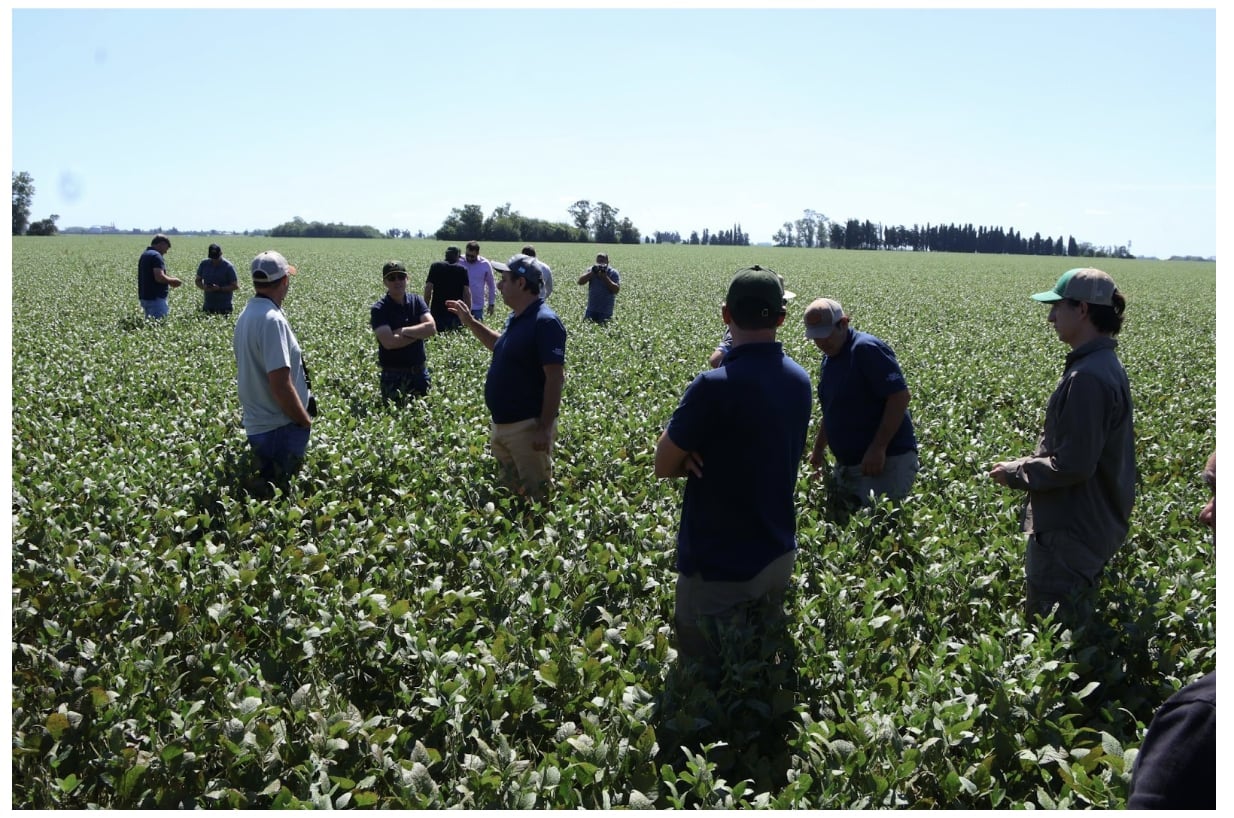 2025 तकनीकी दौरे के हिस्से के रूप में ब्यूनस आयर्स प्रांत के पेरगामिनो में आयोजित क्षेत्र भ्रमण गतिविधियाँ। फोटो: आयोजन समिति। Hoạt động tham quan đồng ruộng tại Pergamino, tỉnh Buenos Aires, trong khuôn khổ Chuyến tham quan kỹ thuật 2025. Ảnh: BTC.