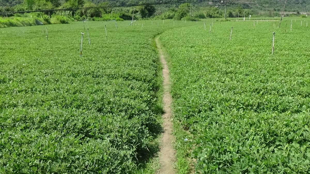 Giống lạc  LDH.09 mang đến cho nông dân ven biển cơ hội  thoát nghèo. Ảnh:Vũ Đình Thung.