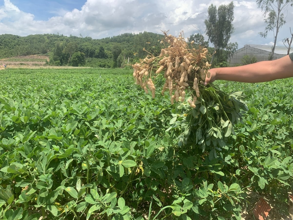 Giống lạc  LDH.09 chịu mặn, cho năng suất  cao, kháng bệnh héo xanh,  quả to, lợi thế khi tham gia vào chuỗi cung ứng lạc ăn tươi cho tiêu dùng nội địa. Ảnh: Vũ Đình Thung.