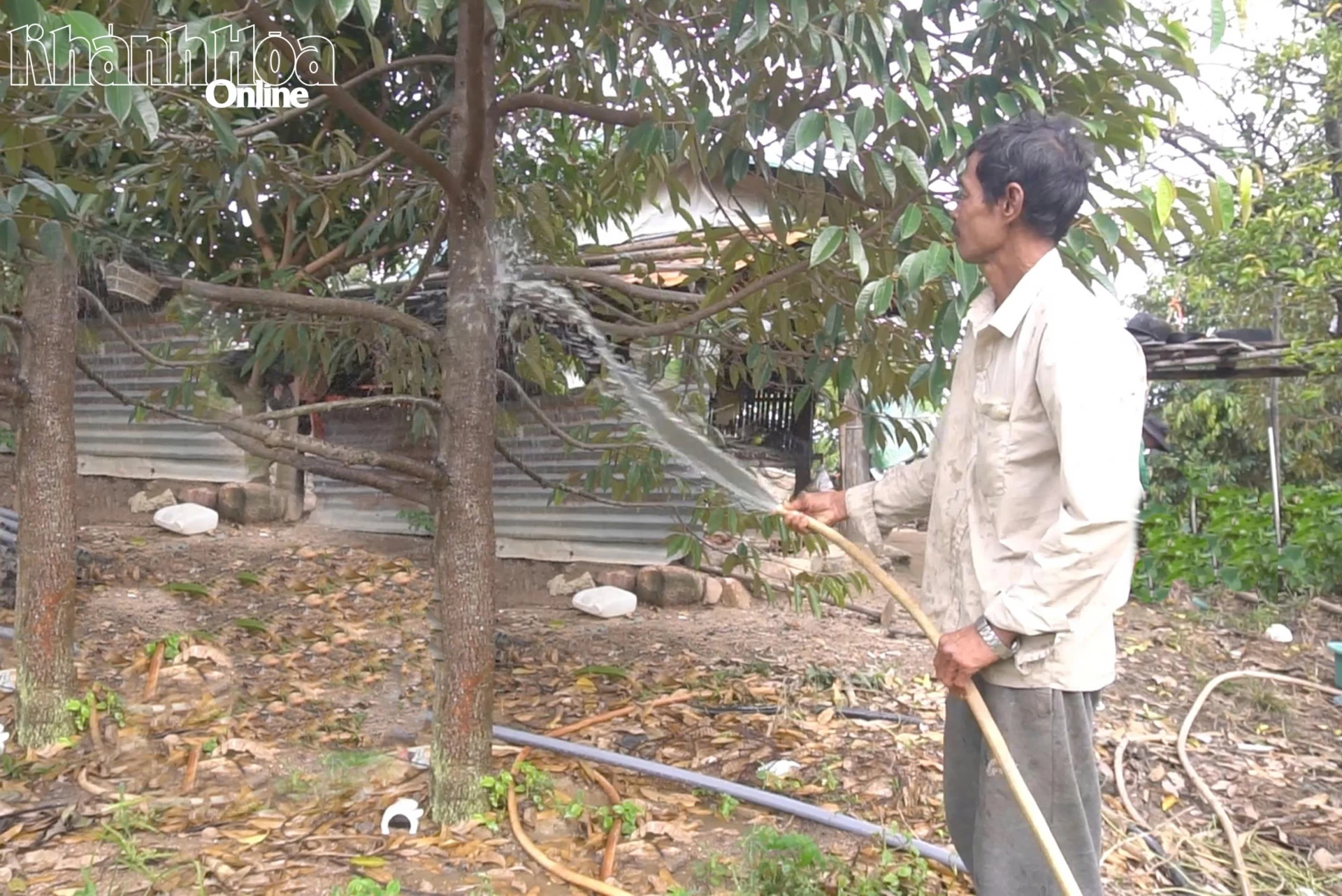 Ο κ. Mang Xê φροντίζει τον οπωρώνα του με ντούριαν εδώ και πάνω από 3 χρόνια.