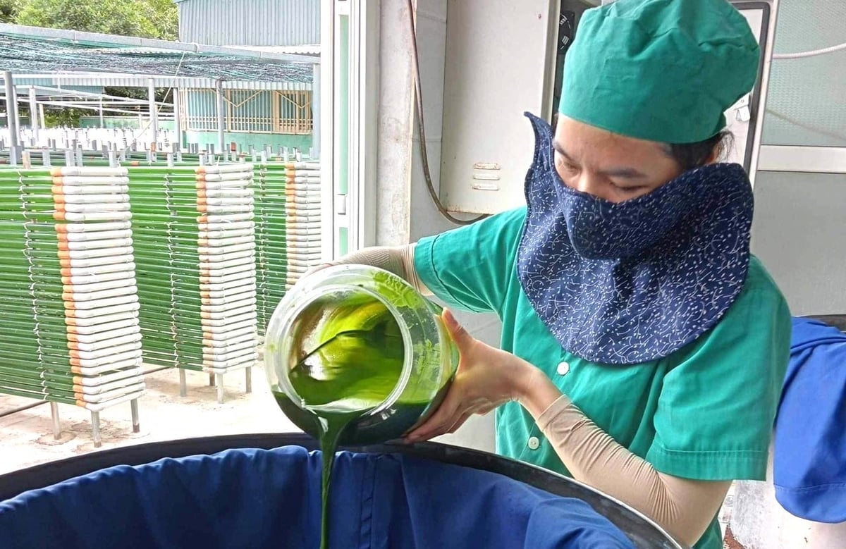 VASTCOM ຮ່ວມມືກັບສະຖາບັນຄົ້ນຄວ້າການລ້ຽງສັດນ້ຳພາກກາງຫວຽດນາມ, ກຳລັງຈັດຕັ້ງປະຕິບັດໂຄງການຜະລິດຊີວະມວນສາຫຼ່າຍ Nannochloropsis oculata ໃນລະດັບການຄ້າ. ຮູບພາບ: ຫວຽດແຄ້ງ. VASTCOM phối hợp cùng Phân viện Nghiên cứu Nuôi trồng thủy sản Bắc Trung Bộ triển khai dự án sản xuất sinh khối tảo Nannochloropsis oculata quy mô hàng hóa. Ảnh: Việt Khánh.