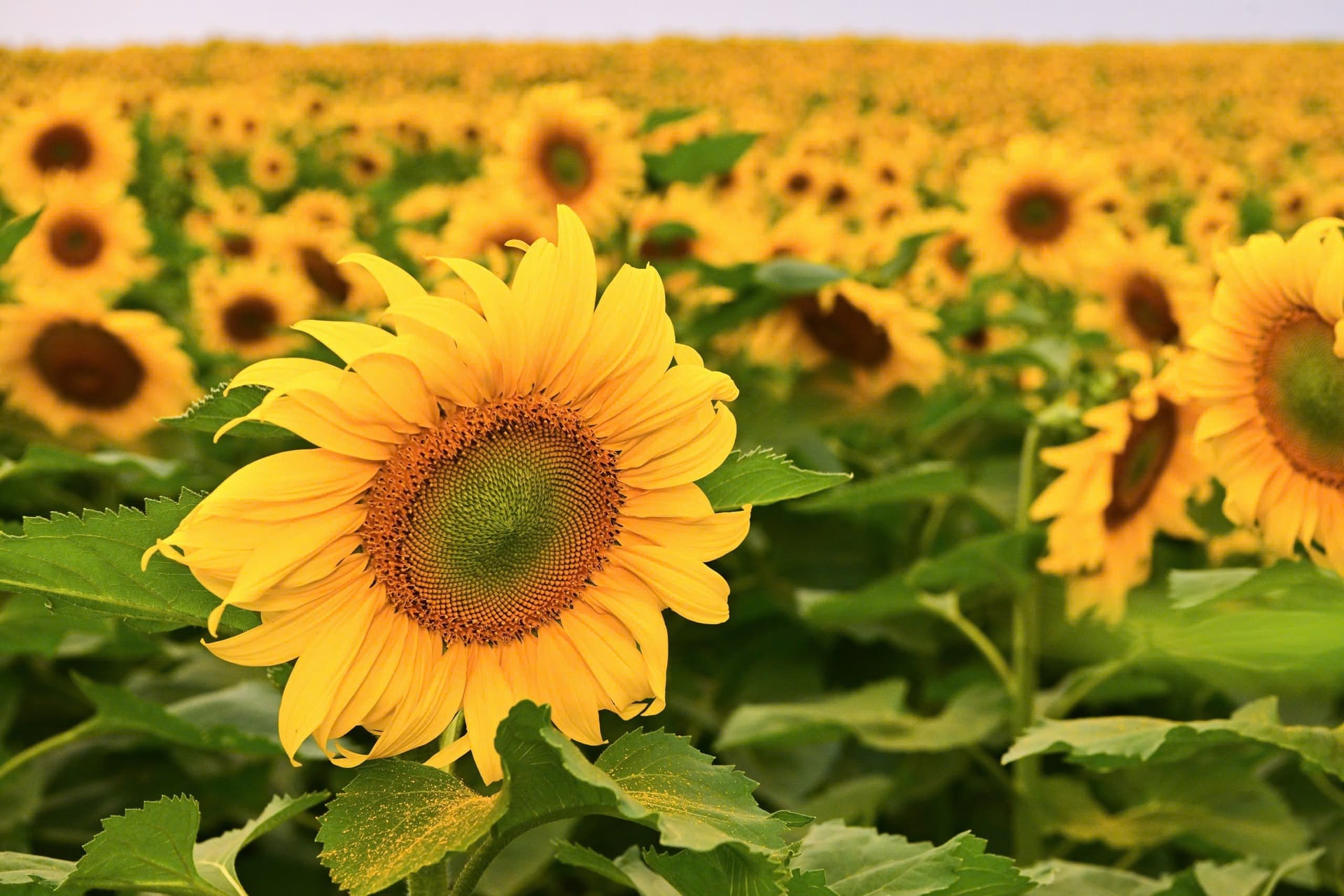 Соняшникове поле TH Group засіяне на полі C10, розташованому навпроти ділянки між молочними фермами № 1 та № 3. Фото: TH. Cánh đồng hướng dương của Tập đoàn TH được trồng tại cánh đồng C10, nằm đối diện khu vực giữa hai trang trại bò sữa số 1 và số 3. Ảnh: TH.