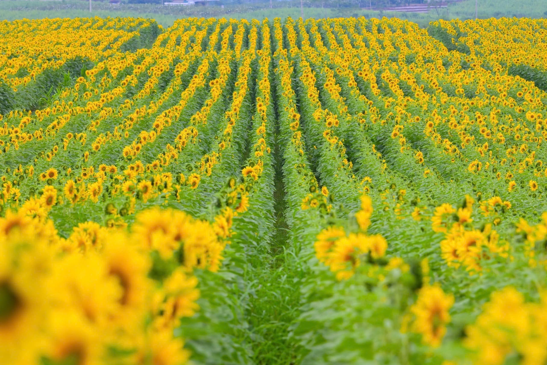 Більше 10 чарівних фотолокацій на квітковому полі допоможуть відвідувачам зробити найгарніші знімки. Фото: TH. Hơn 10 điểm check-in duyên dáng trên cánh đồng hoa sẽ giúp khách tham quan có thêm những bức ảnh đẹp nhất. Ảnh: TH.