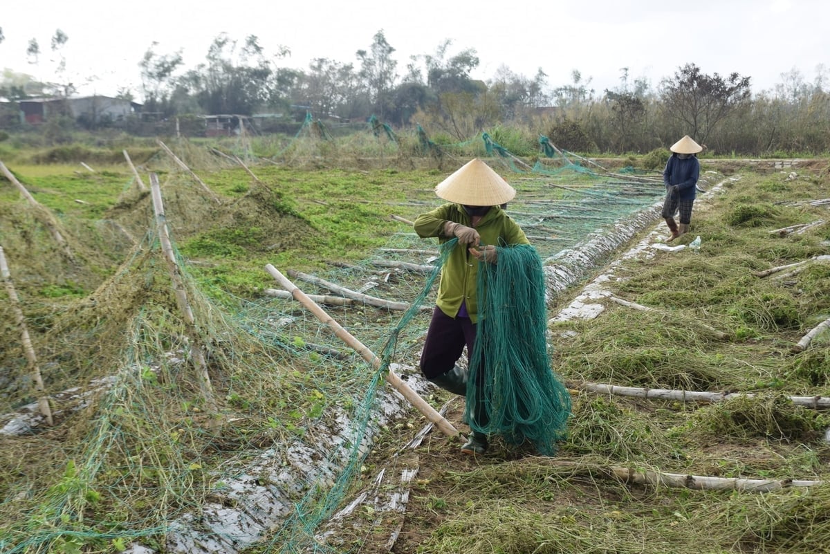ภัยพิบัติทางธรรมชาติซ้ำซ้อนในเดือนพฤศจิกายน ปี 2025 สร้างความเสียหายอย่างมากต่อผลผลิตทางการเกษตรในจังหวัดเกียลาย ภาพ: วี.ดี.ที. 'Thiên tai kép’' trong tháng 11/2025 gây thiệt hại lớn cho sản xuất nông nghiệp tỉnh Gia Lai. Ảnh: V.Đ.T.