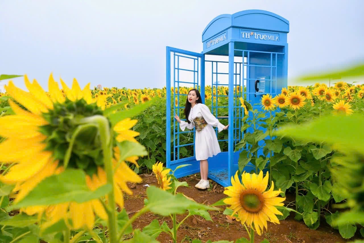 Десятки різноманітних та красивих місць для фотографування серед килима жовтих квітів. Фото: TH. Hàng chục điểm check-in phong phú và đẹp mắt giữa thảm hoa vàng. Ảnh: TH.