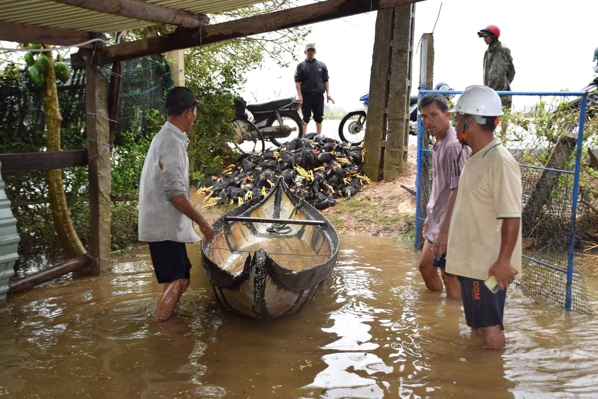 เกษตรกรผู้เลี้ยงปศุสัตว์ในจังหวัดเกียลายประสบความสูญเสียอย่างหนักจากอุทกภัยที่เกิดขึ้นในเดือนพฤศจิกายน ปี 2025 ภาพ: วี.ดี.ที. Người chăn nuôi ở Gia Lai bị thiệt hại nặng trong cơn lũ xảy ra trong tháng 11/2025. Ảnh:V.Đ.T.