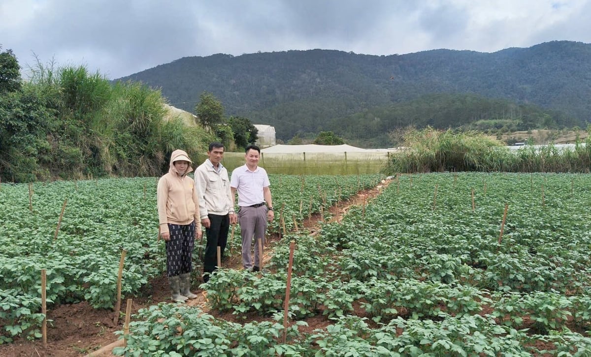 Výzkumné centrum brambor, zeleniny a květin realizuje projekt výsadby nové odrůdy brambor na celkové ploše 34 hektarů. Foto: Le Binh. Trung tâm Nghiên cứu khoai tây, rau và hoa triển khai dự án trồng giống khoai tây mới trên tổng diện tích 34ha. Ảnh: Lê Bình.