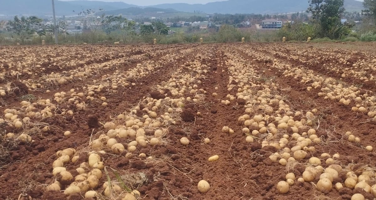 Model produkce syrových brambor přinesl mnoho pozitivních výsledků, pokud jde o produktivitu a přizpůsobivost extrémním povětrnostním podmínkám. Foto: Le Binh. Mô hình sản xuất khoai tây nguyên liệu đạt nhiều kết quả khả quan về năng suất, thích ứng với thời tiết cực đoan. Ảnh: Lê Bình.