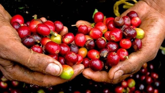 Latest coffee prices today, December 15, 2025, in Vietnam and worldwide. Giá cà phê hôm nay 15/12/2025 ở trong nước và thế giới mới nhất