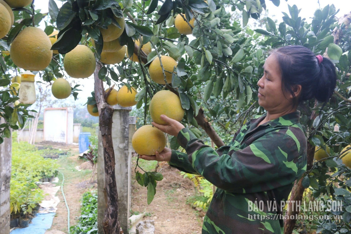 Chi Lang beldesine bağlı Quan Bau Dong Ngau köyü sakinleri, greyfurt ağaçlarının bakımını yapıyorlar.