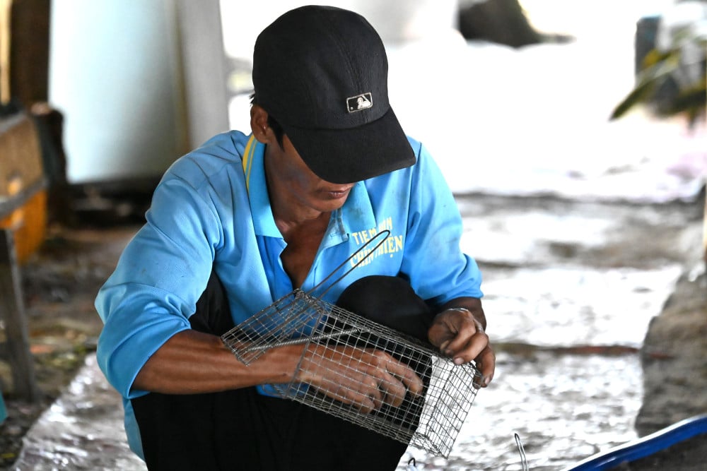 រដូវកាលបរបាញ់កណ្ដុរវាលនៅលើកោះ Hedgehog... Anh Giang sửa lại những chiếc bẫy chuột để bắt đầu vào mùa săn chuột đồng trên đảo