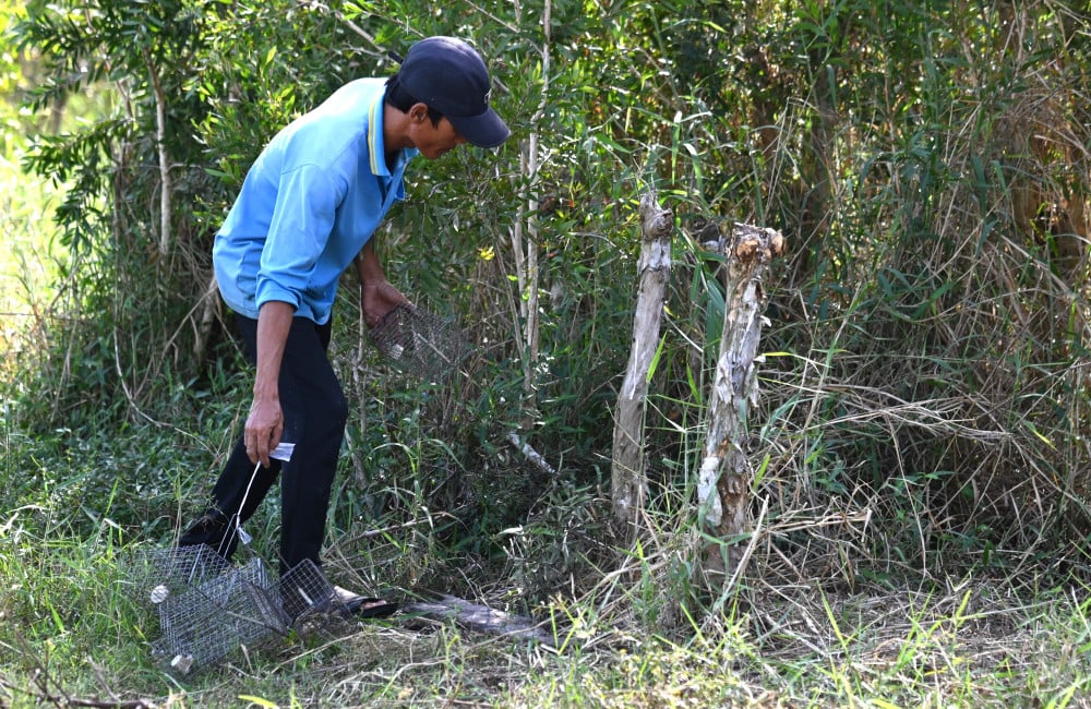 Người thanh niên tìm lối mòn của lũ chuột thường đi để đặt bẫy