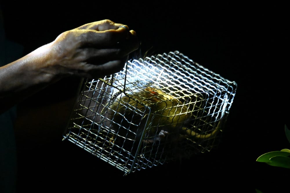 រដូវកាលបរបាញ់កណ្ដុរវាលនៅលើកោះ Hedgehog... Cách vài chục bước chân, người thanh niên tóm được chú chuột cống nhum