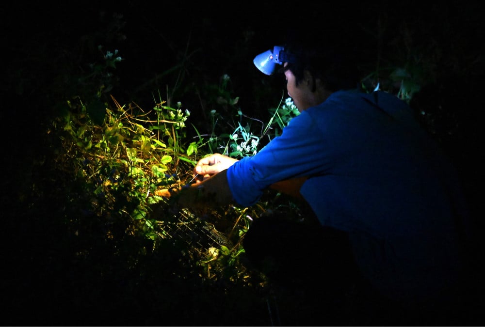 រដូវកាលបរបាញ់កណ្ដុរវាលនៅលើកោះ Hedgehog... Anh Giang móc lại mồi khoai mì và tiếp tục đặt lại bẫy bên những lối mòn khác