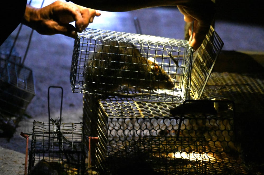 រដូវកាលបរបាញ់កណ្ដុរវាលនៅលើកោះ Hedgehog... Anh Giang đem những chú chuột vừa bẫy được nhốt vào lồng, chờ bán cho thương lái