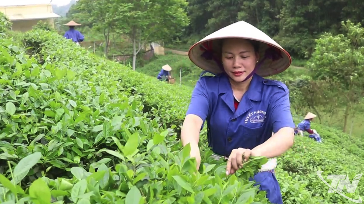 សមាជិក​សហករណ៍​ត្វៀត​ហឿង (ឃុំ​ដុង​ហ៊ី) កំពុង​ប្រមូល​ផល​តែ។