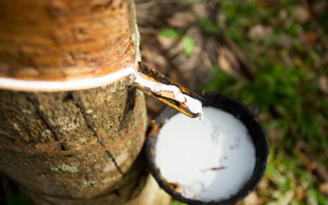 Giá cao su hôm nay 15/12/2025 ở trong nước và thế giới mới nhất