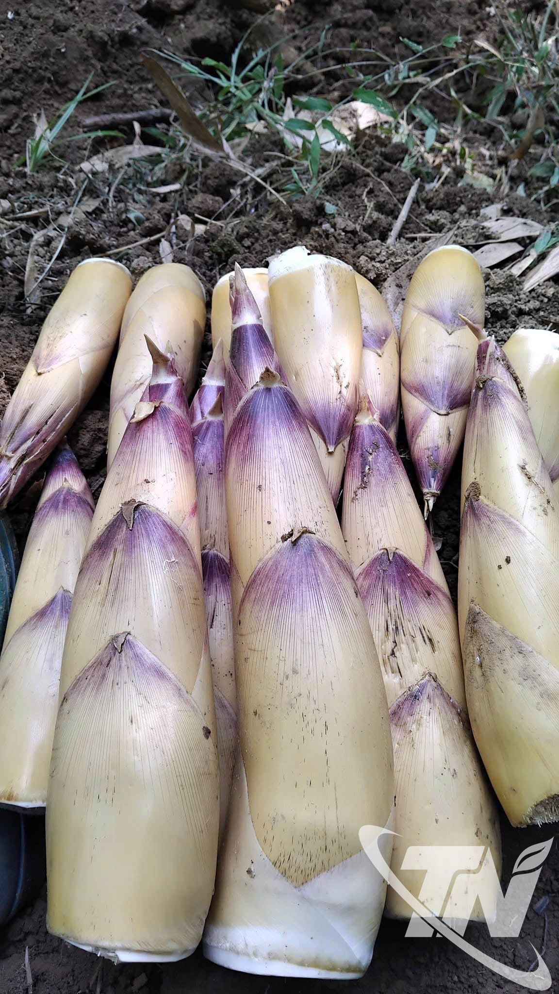Each bamboo shoot harvested at the beginning of the season has a bright yellow color.