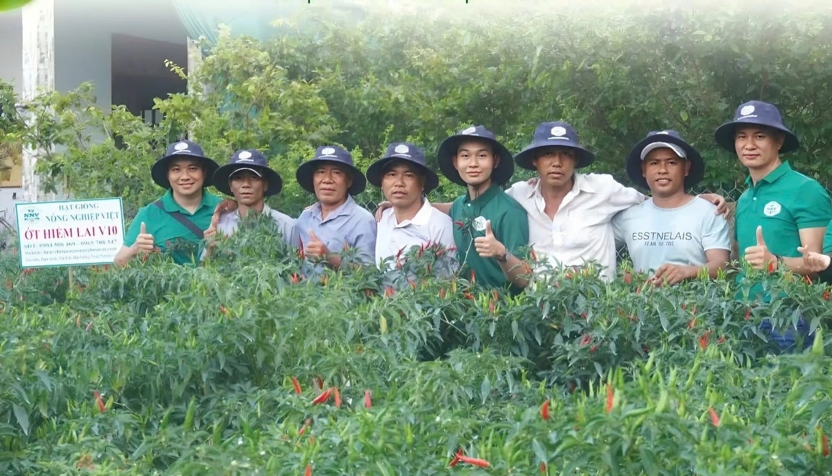 Giá ớt tăng kỷ lục, nông dân rất phấn khởi. Ảnh: Minh Đảm.