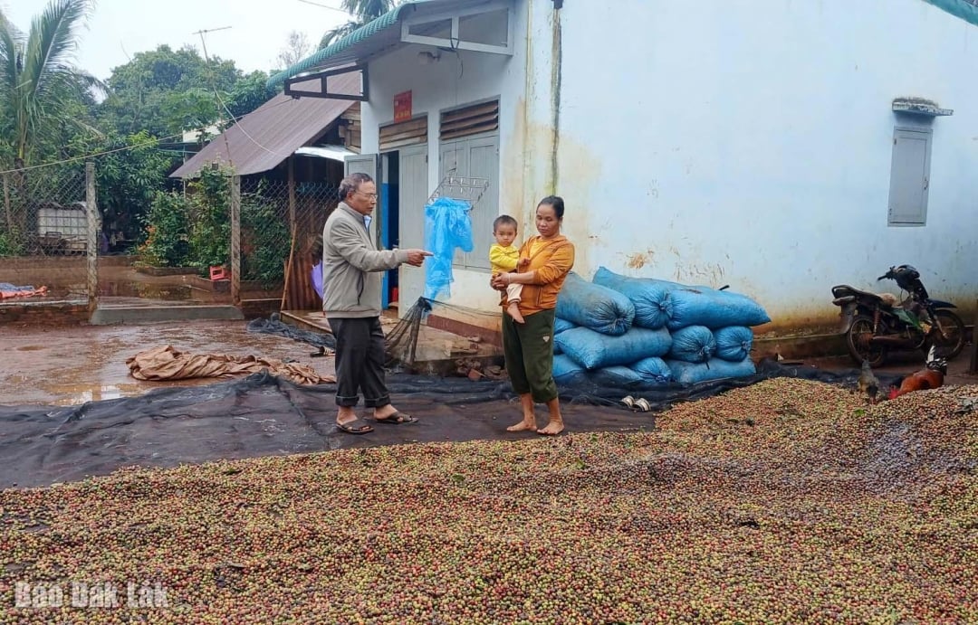 Die Familie von Frau H Ngêh Êban (rechts) im Weiler Ea Sút, Gemeinde Quảng Phú, zeigt Herrn Y Wih Nie, dem Parteisekretär des Weilers Ea Sút, stolz den frisch geernteten Kaffee.