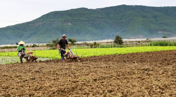 ធានាថាទីក្រុងហូជីមិញមិនអស់បន្លែសម្រាប់បុណ្យតេត - រូបថតទី 1។ rau tết - Ảnh 1.