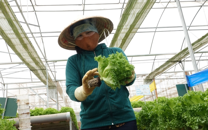 កិច្ចខិតខំប្រឹងប្រែងដើម្បីរក្សាតម្លៃឱ្យមានស្ថេរភាពក្នុងអំឡុងពេលបុណ្យតេត (បុណ្យចូលឆ្នាំចិន) - រូបថតទី 2។ hàng Tết - Ảnh 2.