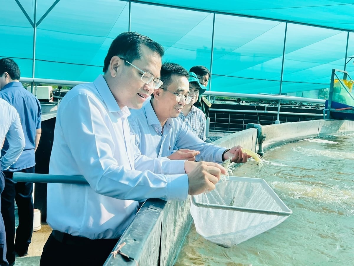 Bapak Ngo Vu Thang, Wakil Ketua Komite Rakyat Provinsi Ca Mau, bersama para pemimpin Dinas Pertanian dan Lingkungan Hidup, mengunjungi model budidaya udang berteknologi tinggi di Komune Vinh Hau. Foto: Trong Linh. Ông Ngô Vũ Thăng, Phó Chủ tịch UBND tỉnh Cà Mau, cùng lãnh đạo Sở Nông nghiệp và Môi trường tham quan mô hình nuôi tôm công nghệ cao tại xã Vĩnh Hậu. Ảnh: Trọng Linh.