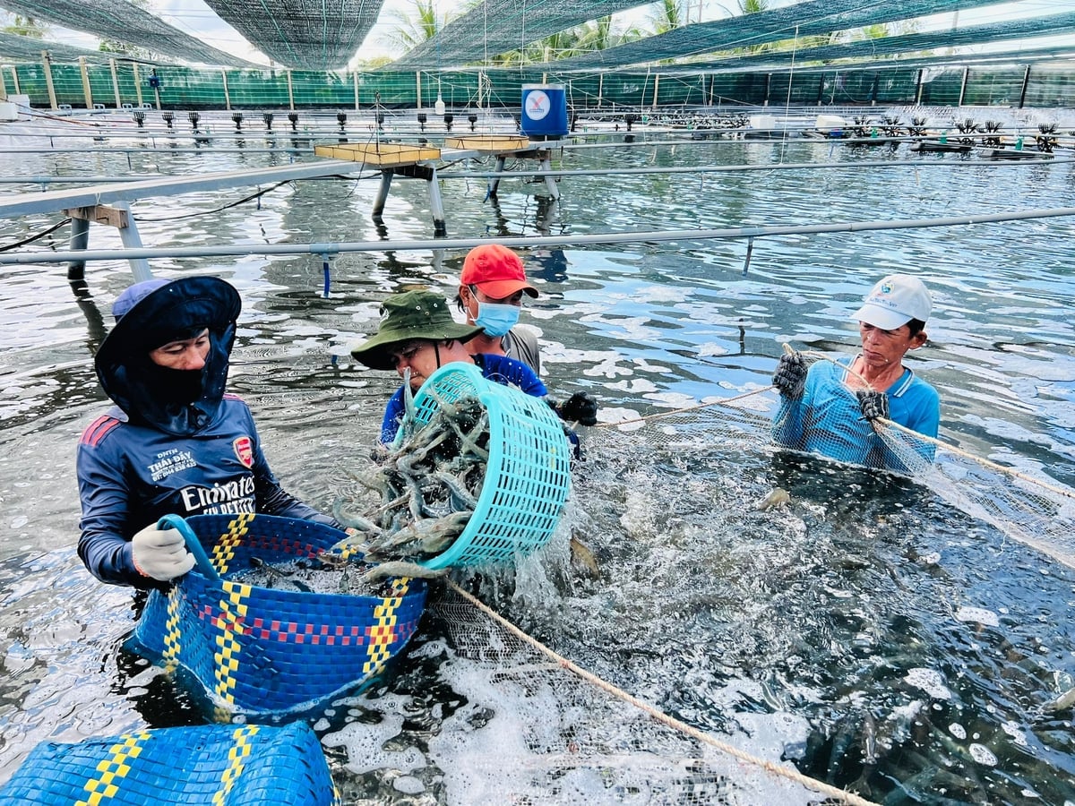 Para petani di sepanjang tanggul laut timur sedang memanen udang. Foto: Trong Linh. Các hộ nuôi dọc tuyến đê biển Đông thu hoạch tôm. Ảnh: Trọng Linh.