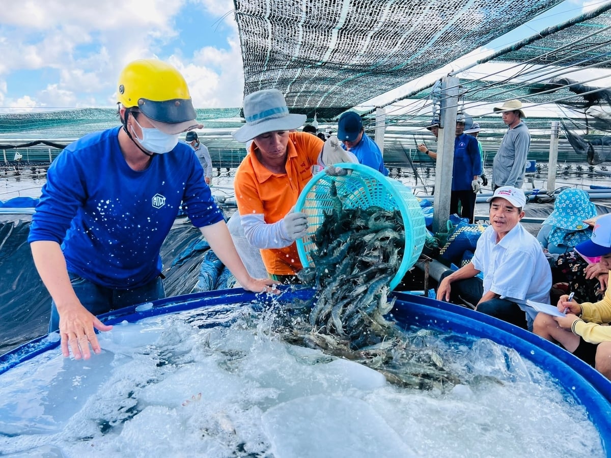 Harga udang mentah telah pulih. Foto: Trong Linh. Giá tôm nguyên liệu đã khởi sắc trở lại. Ảnh: Trọng Linh.