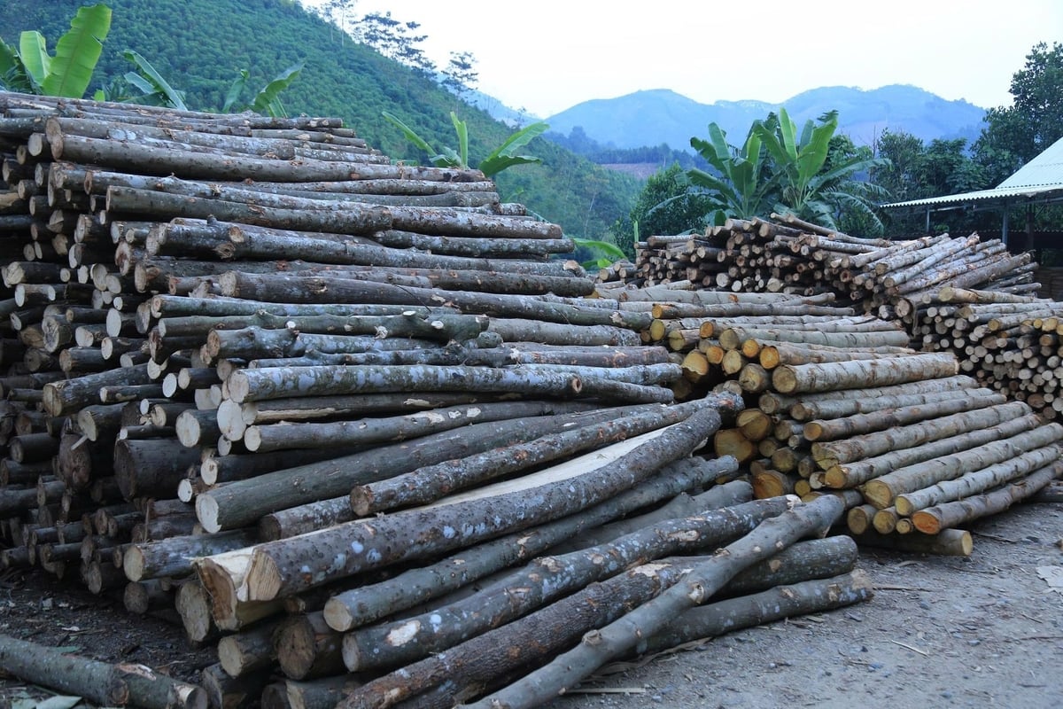 람장 면은 산악 및 삼림 기반 경제의 강점을 활용하여 주민 소득 증대를 도모하고 있다. 사진: 탄 티엔. Xã Lâm Giang đang phát huy thế mạnh từ kinh tế đồi rừng để nâng cao thu nhập cho người dân. Ảnh: Thanh Tiến.