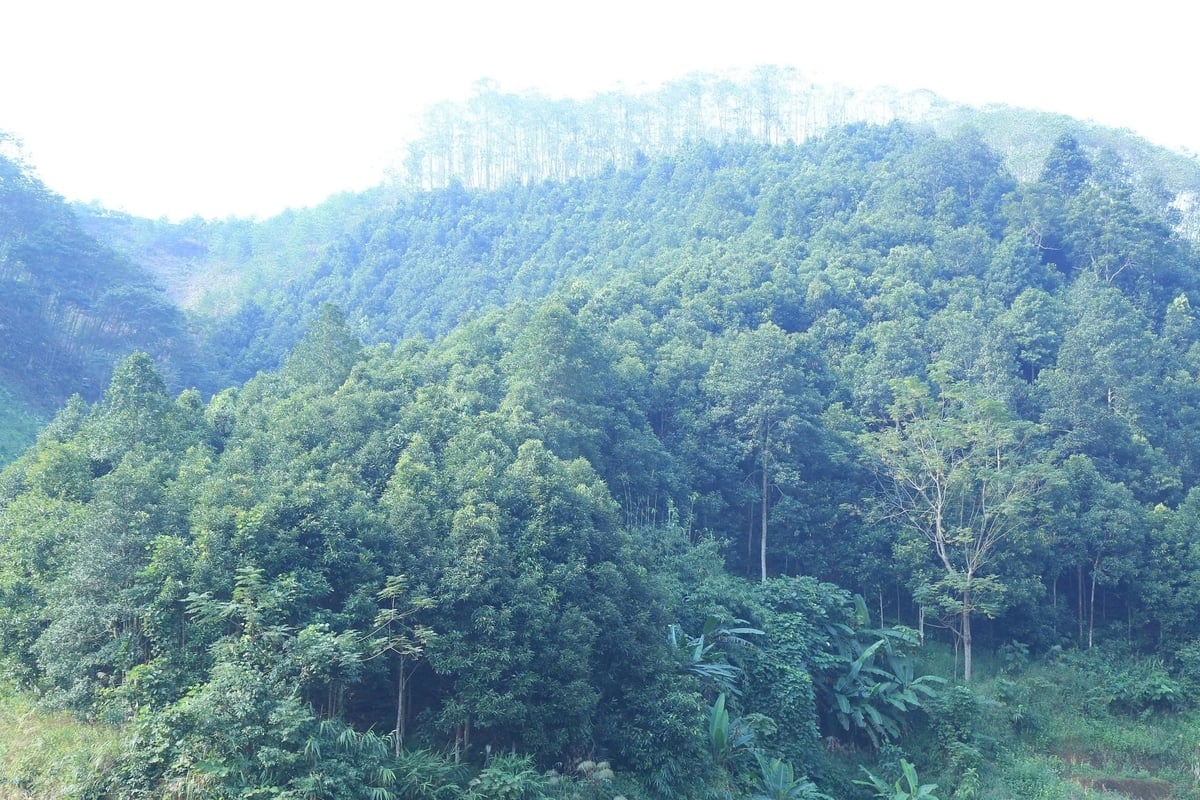 수십 헥타르에 달하는 계피나무 밭을 비롯한 여러 자산을 소유한 히엔 씨 가족은 마을 사람들에게 Có gia sản cả chục ha quế, gia đình chị Hiền được người dân trong thôn gọi là 'tỷ phú' rừng. Ảnh: Thanh Tiến.