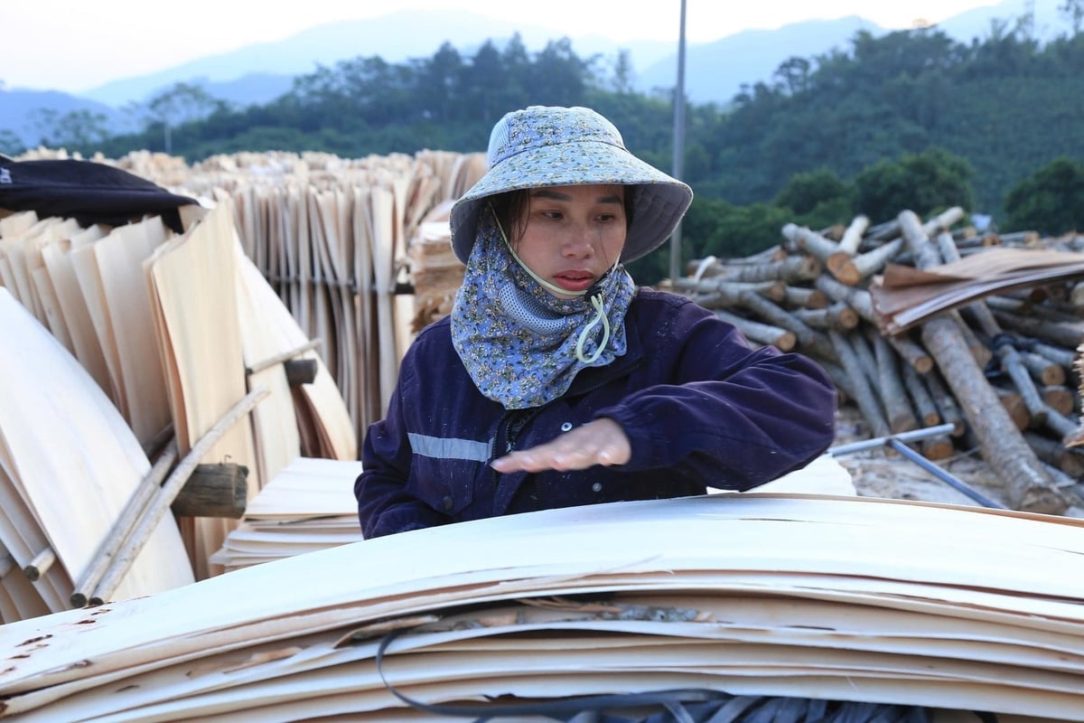 투이 씨와 그녀의 남편은 조림지를 가꾸는 것 외에도 매일 합판 공장에서 합판을 건조하는 일을 하고 있다. 사진: 탄 티엔. Ngoài canh tác rừng trồng, vợ chồng chị Thủy hàng ngày còn đi phơi ván thuê cho các xưởng ván bóc. Ảnh: Thanh Tiến.