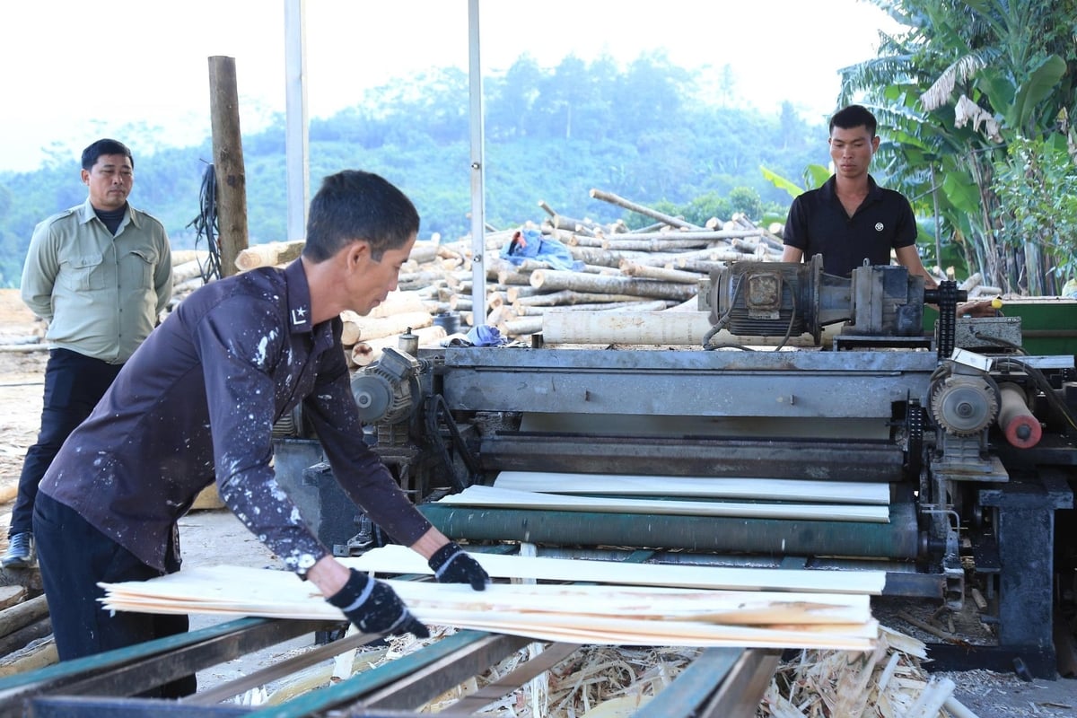 람장 면에는 수십 개의 목재 가공 시설이 있다. 사진: 탄 티엔. Ở xã Lâm Giang có hàng chục cơ sở chế biến gỗ. Ảnh: Thanh Tiến.